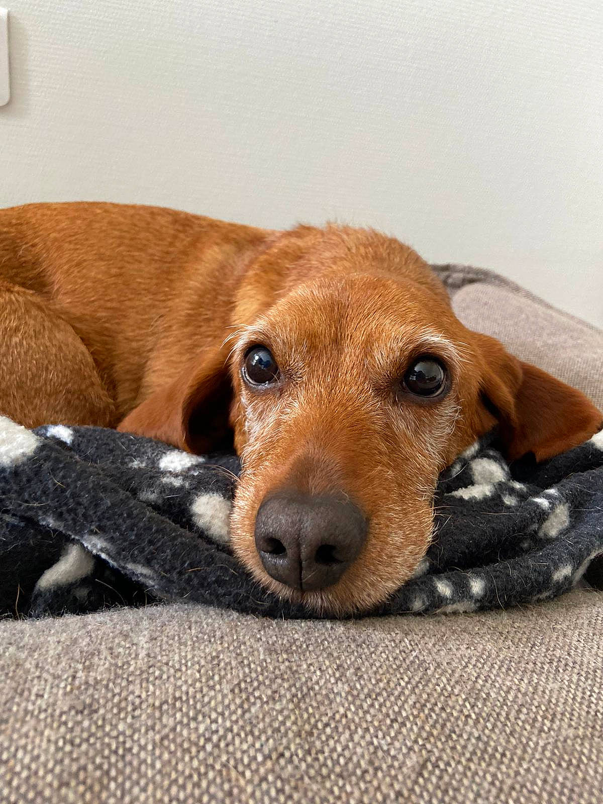 Grenadine participe au concours pour gagner de l'argent avec cette photo : canidae, carnivore, comfort, companion_dog, dog, dog_breed, dog_supply, ear, fawn, fur, hound, liver, pet_supply, puppy, snout, sporting_group, terrestrial_animal, whiskers, wood, working_animal