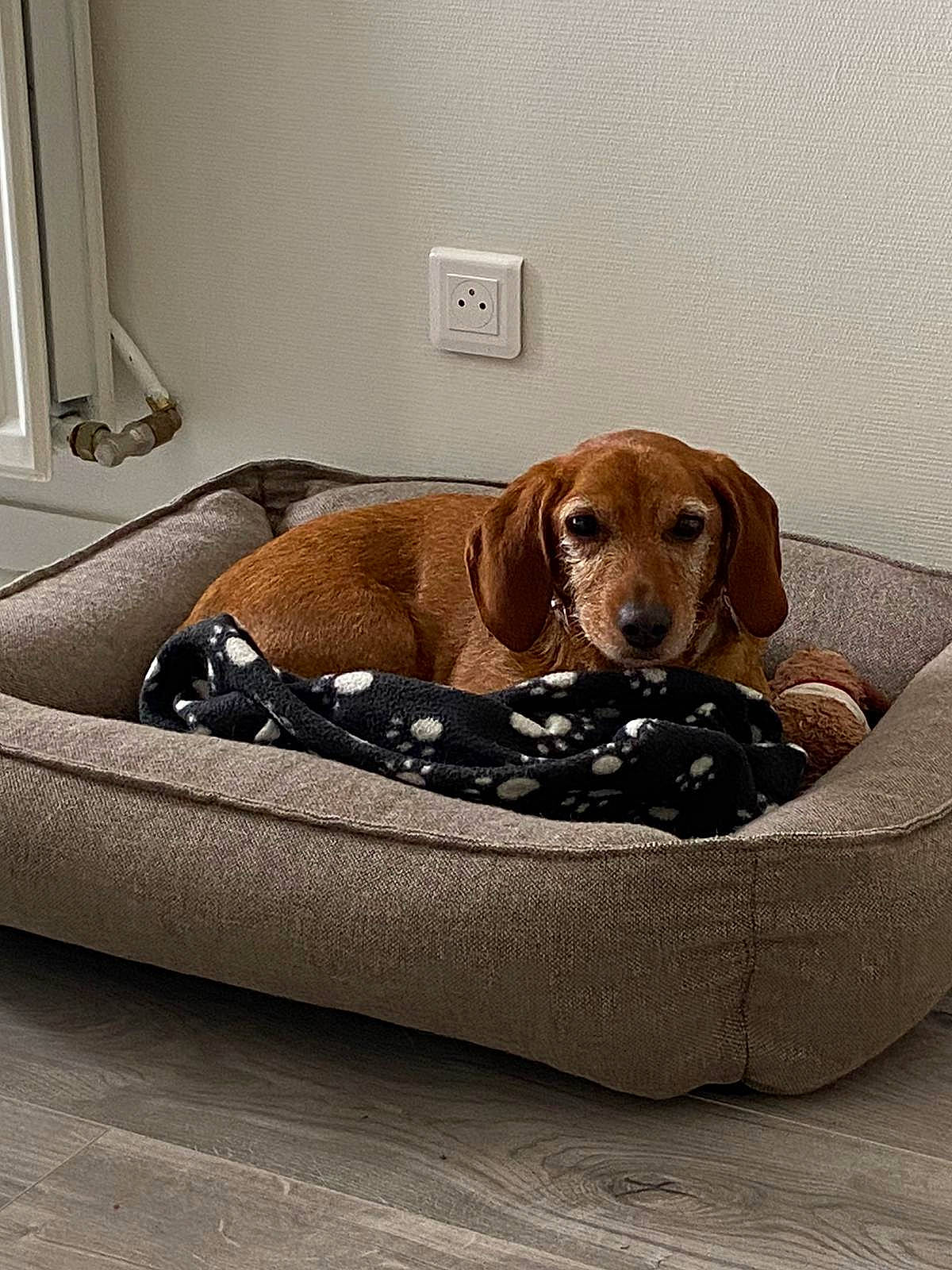 Grenadine participe au concours pour gagner de l'argent avec cette photo : canidae, carnivore, comfort, companion_dog, dog, dog_bed, dog_breed, dog_supply, fawn, flooring, hardwood, linens, liver, pet_supply, rectangle, sporting_group, studio_couch, wicker, wood, working_animal