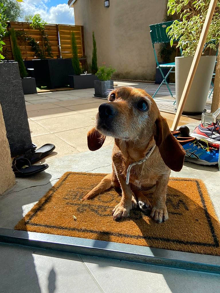 Grenadine participe au concours pour gagner de l'argent avec cette photo : carnivore, chair, cloud, collar, companion_dog, dog, dog_breed, dog_supply, fawn, floor, flooring, houseplant, liver, pet_supply, plant, road_surface, sky, snout, wood, working_animal