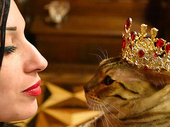 Rajah joined the competition — help win amazing prizes! carnivore, cat, close_up, ear, earrings, event, eye_liner, eyelash, facial_expression, fawn, felidae, happy, headgear, headpiece, lipstick, makeover, nose, small_to_medium_sized_cats, tradition, whiskers