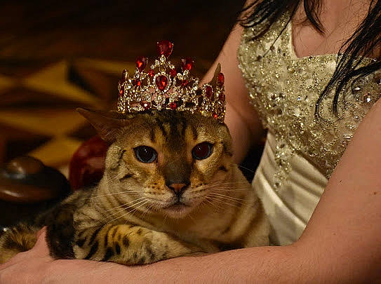 Rajah joined the competition — help win amazing prizes! carnivore, cat, crown, domestic_short_haired_cat, event, fashion_accessory, fashion_design, felidae, formal_wear, fur, hair_accessory, hat, head, headpiece, jewellery, sleeve, small_to_medium_sized_cats, tiara, tree, whiskers