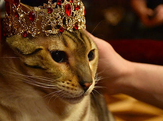 Rajah is registered to the contest to win money with this photo: cap, carnivore, cat, christmas, christmas_ornament, event, fashion_accessory, fawn, felidae, fur, hair_accessory, hat, head, headpiece, holiday, ornament, small_to_medium_sized_cats, tiara, whiskers, window
