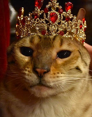 Rajah joined the competition — help win amazing prizes! big_cats, carnivore, cat, close_up, crown, event, fashion_accessory, fawn, felidae, fur, headgear, headpiece, jewellery, plant, sleeve, small_to_medium_sized_cats, snout, tiara, whiskers, window