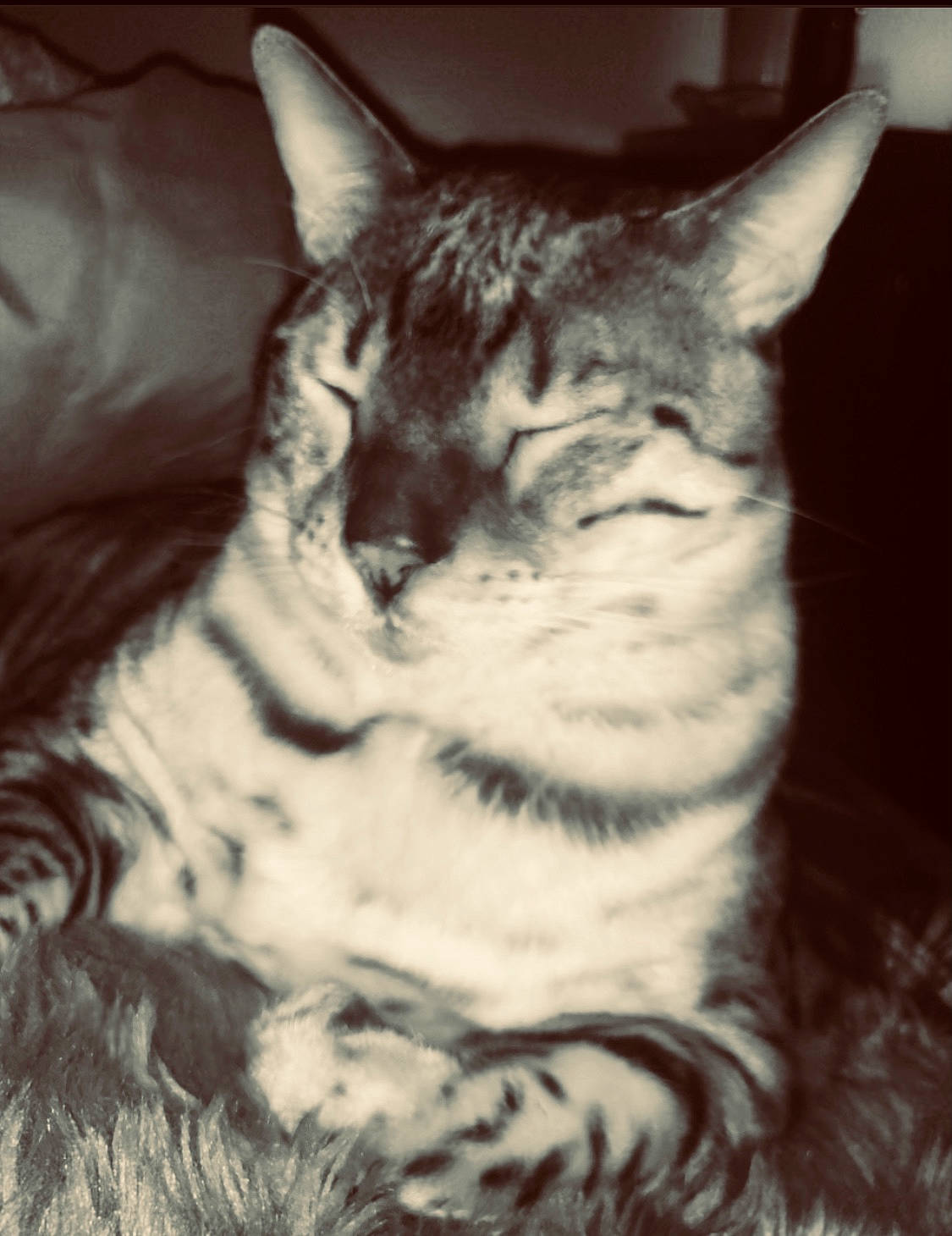 Rajah is registered to the contest to win money with this photo: carnivore, cat, darkness, domestic_short_haired_cat, ear, eye, felidae, fur, head, iris, jaw, monochrome_photography, paw, small_to_medium_sized_cats, snout, tail, terrestrial_animal, whiskers, wildlife, window