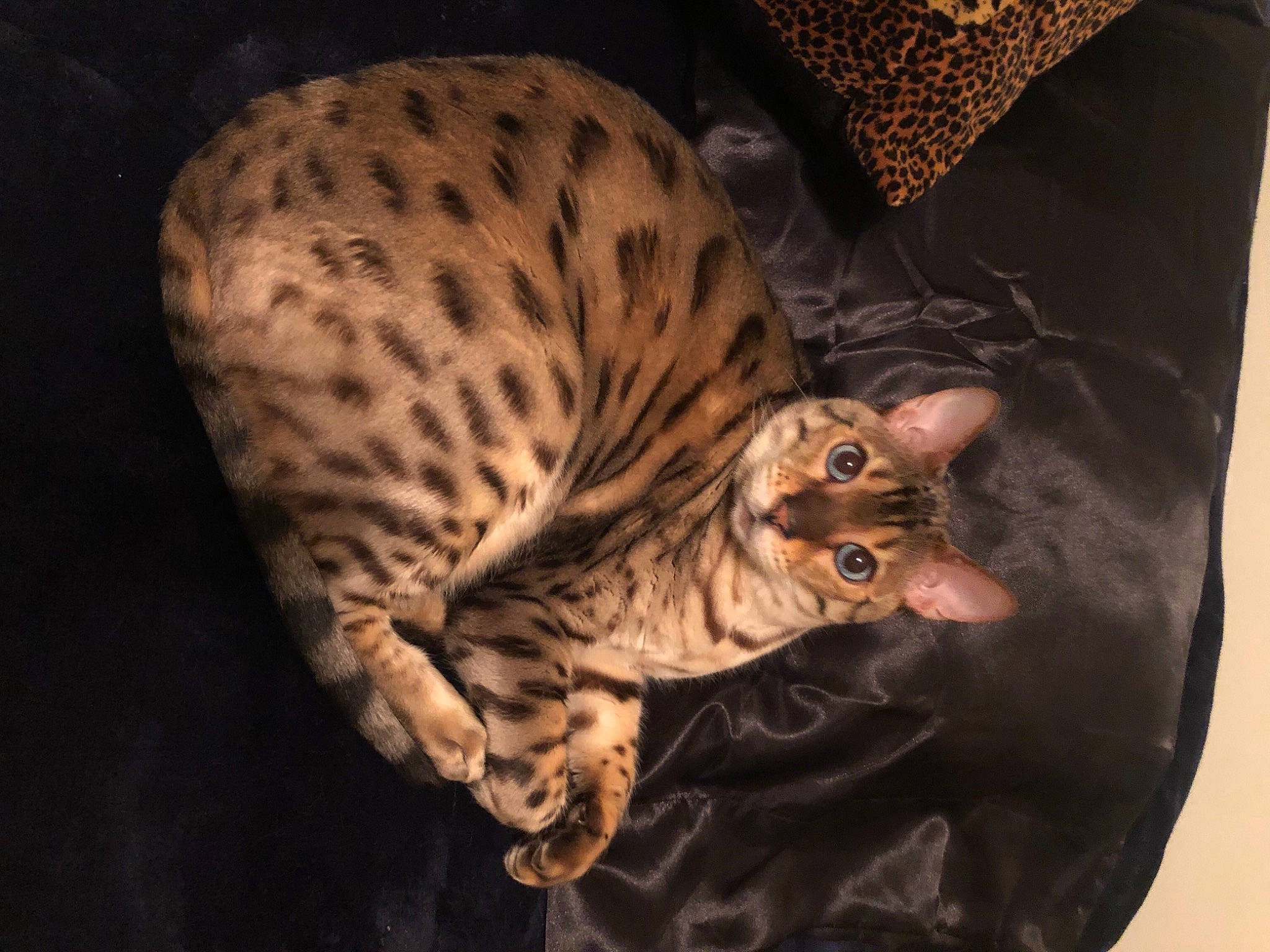 Rajah joined the competition — help win amazing prizes! bengal, carnivore, cat, comfort, felidae, fur, pillow, small_to_medium_sized_cats, snout, tail, terrestrial_animal, throw_pillow, whiskers, wildlife