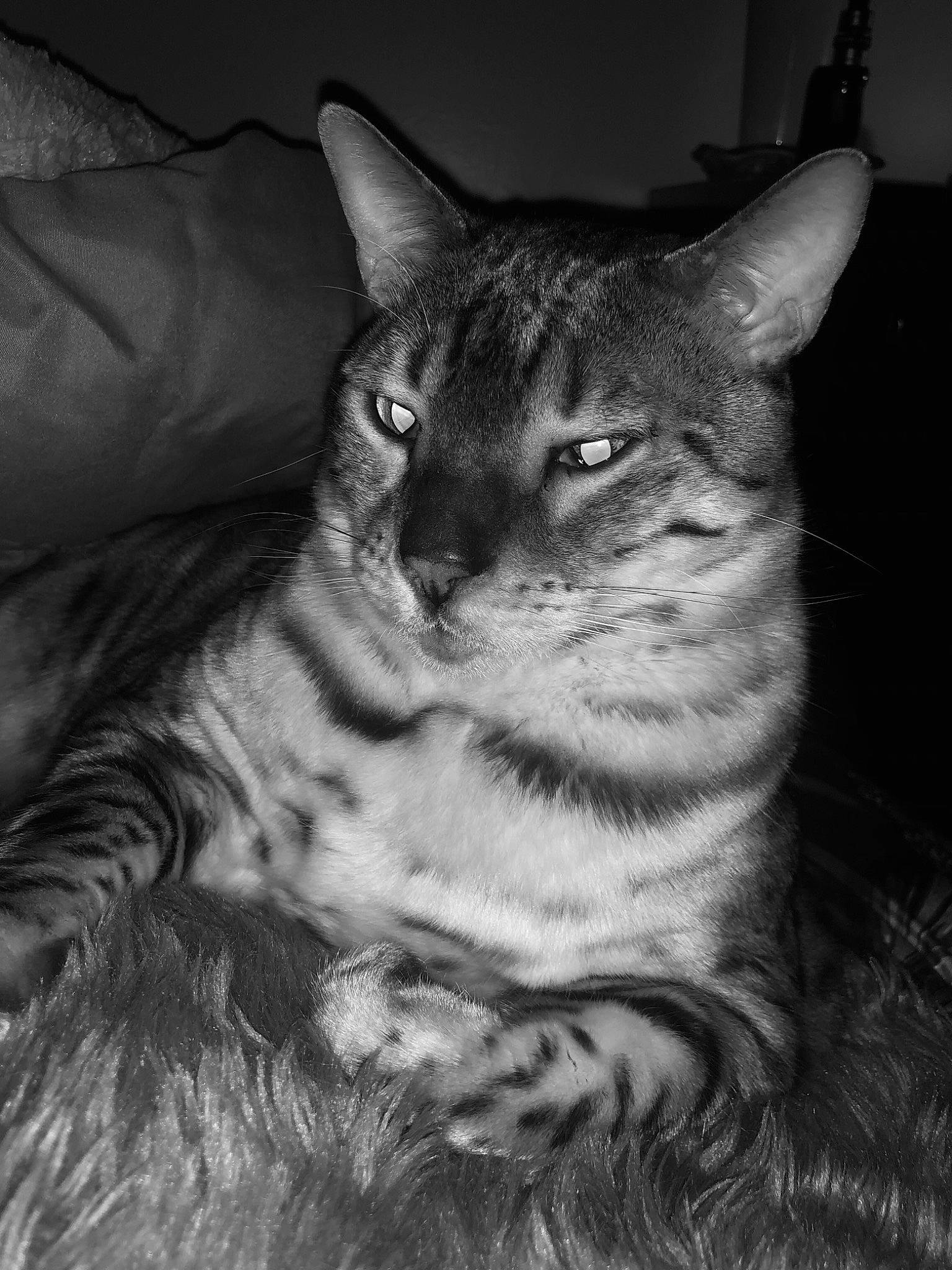 Rajah joined the competition — help win amazing prizes! carnivore, cat, comfort, darkness, domestic_short_haired_cat, felidae, fur, grey, monochrome, monochrome_photography, paw, sitting, small_to_medium_sized_cats, snout, terrestrial_animal, whiskers, wildlife