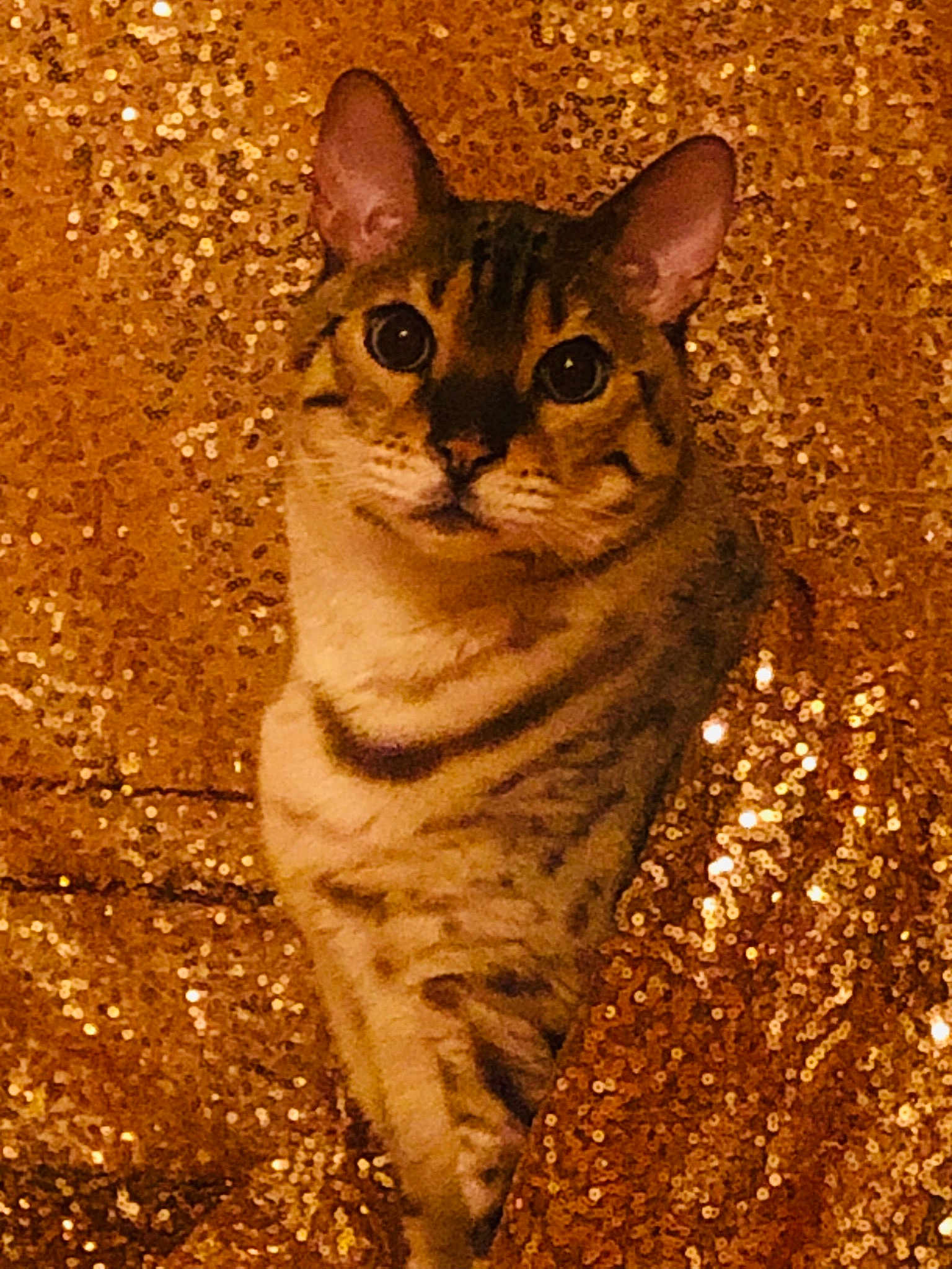 Rajah