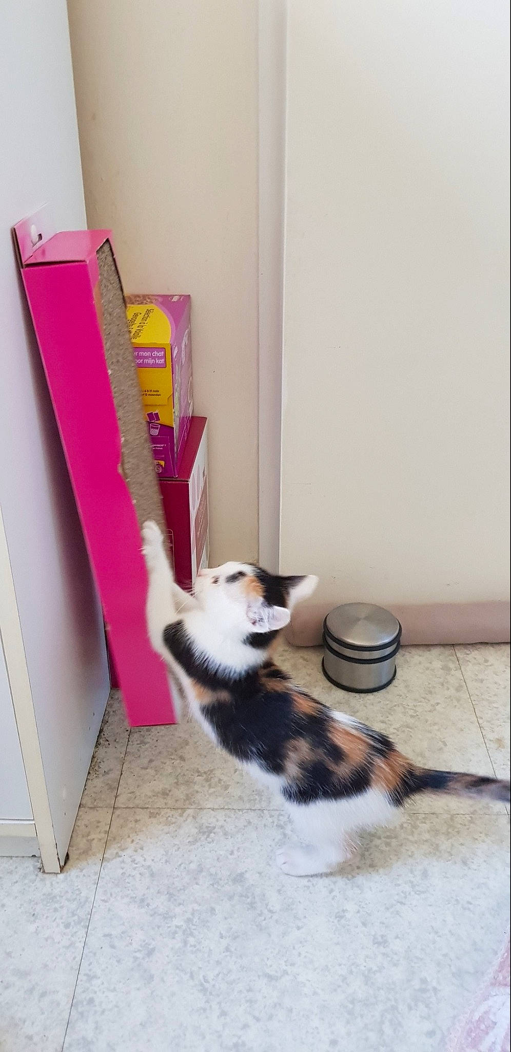 Lytchee participe au concours pour gagner de l'argent avec cette photo : alaskan_malamute, canidae, carnivore, cat, domestic_short_haired_cat, door, felidae, kitten, siberian_husky, small_to_medium_sized_cats, tail, whiskers