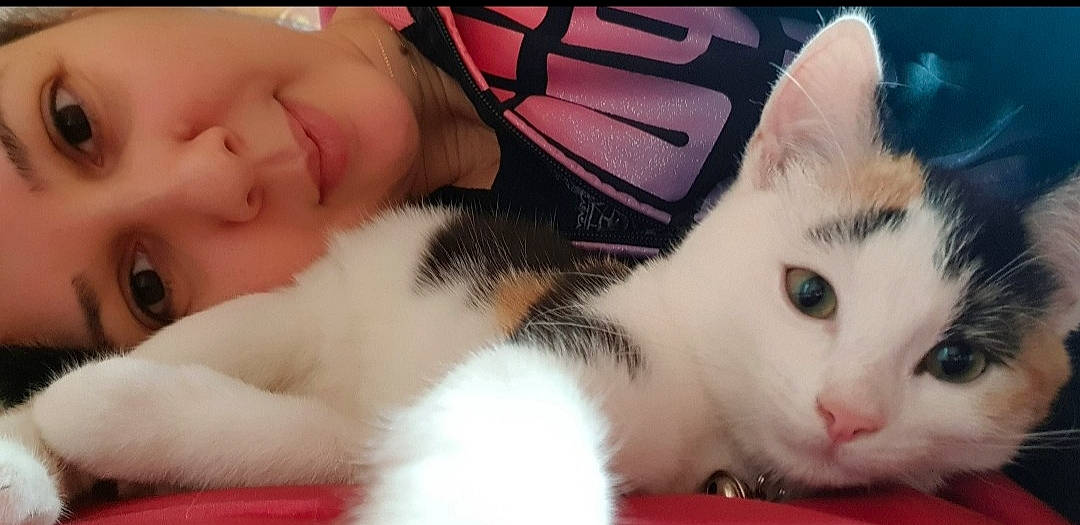 Lytchee a rejoint le concours — aidez-le/la à gagner de superbes lots ! aegean_cat, carnivore, cat, cheek, child, ear, eye, felidae, fur, kitten, leg, mammal, mouth, nose, paw, polydactyl_cat, skin, small_to_medium_sized_cats, snout, whiskers