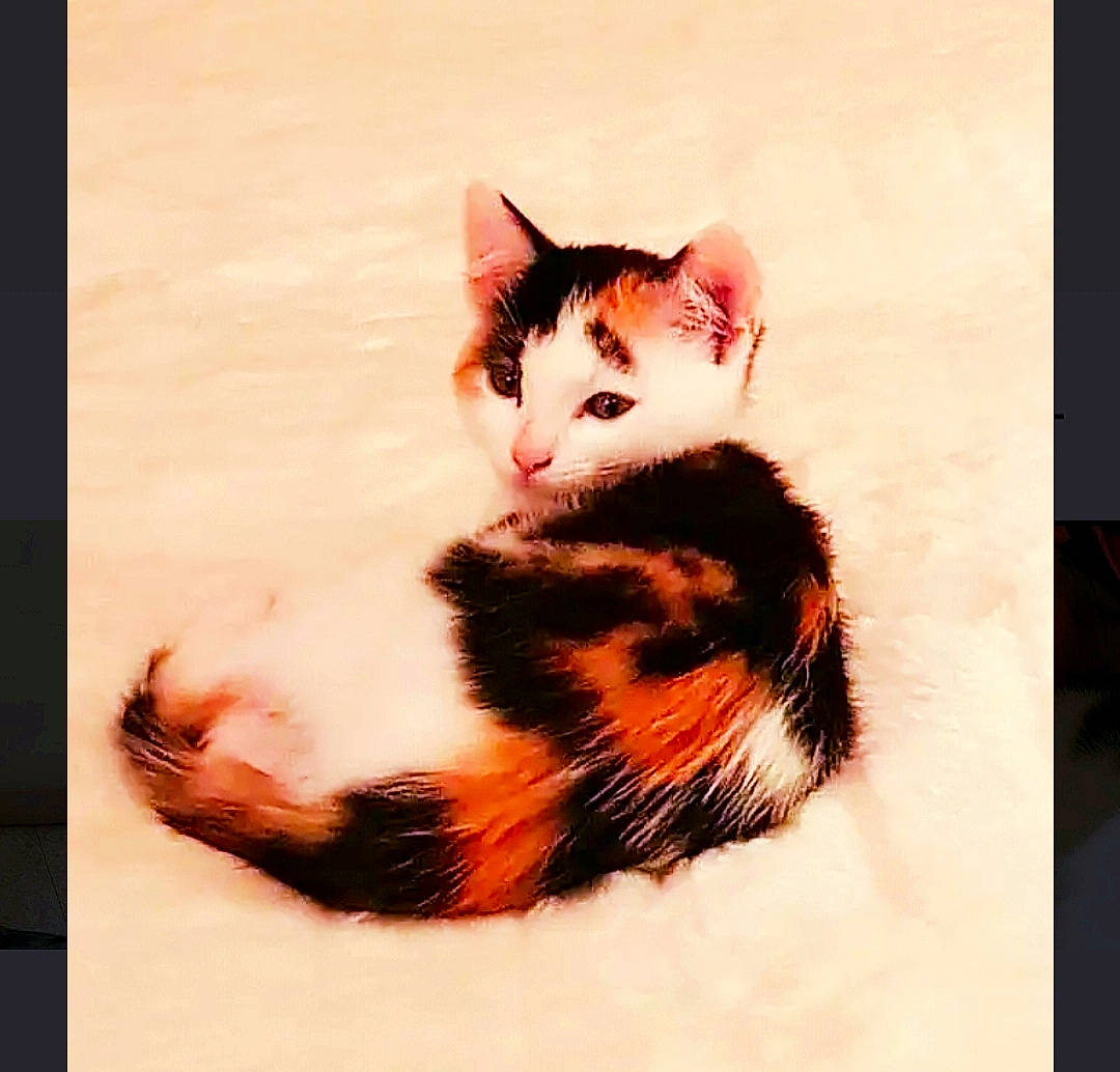 Lytchee a rejoint le concours — aidez-le/la à gagner de superbes lots ! aegean_cat, american_wirehair, art, asian, carnivore, cat, domestic_short_haired_cat, ear, european_shorthair, felidae, fur, kitten, painting, paw, photography, small_to_medium_sized_cats, square, tabby_cat, tail, whiskers