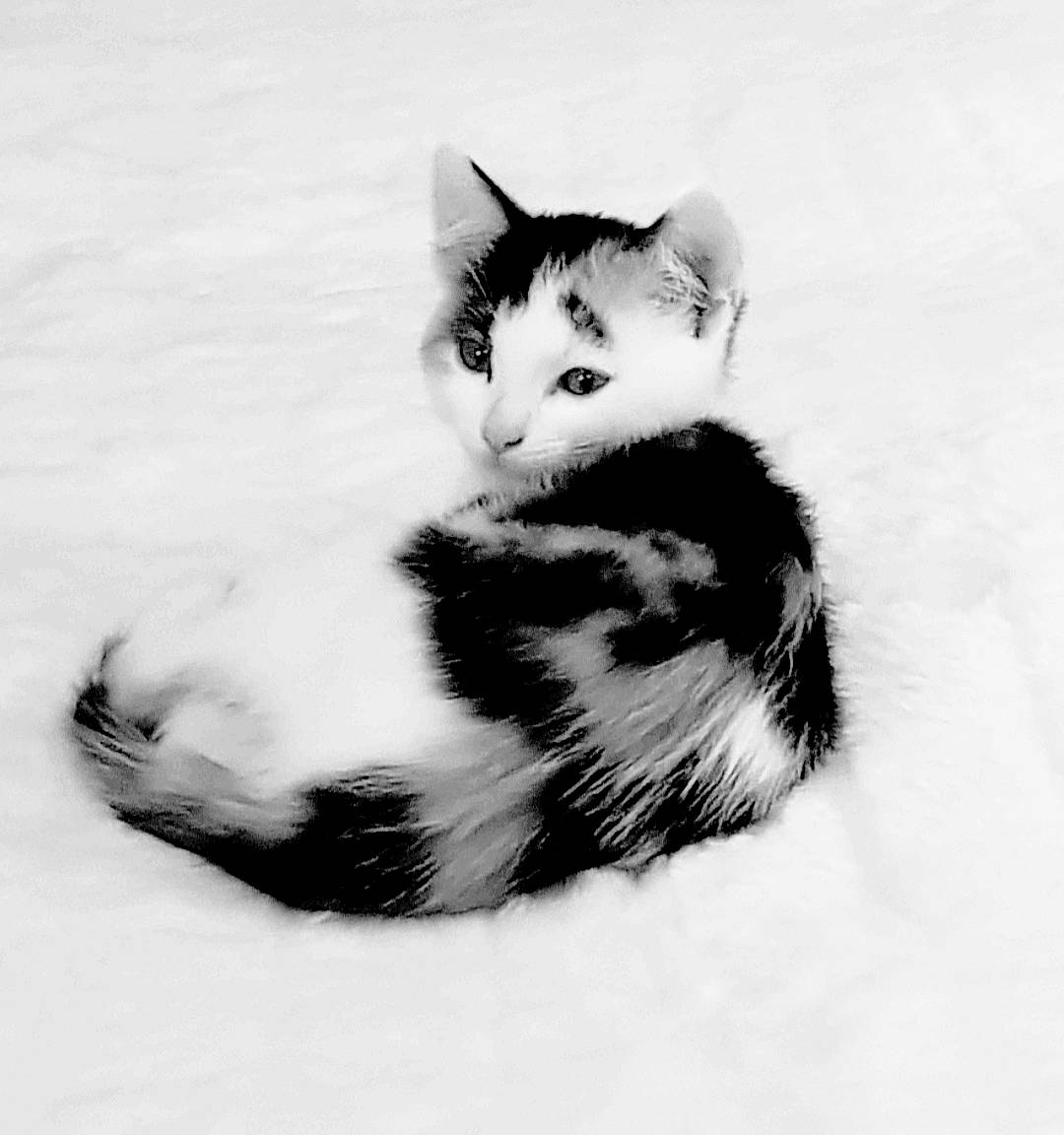 Lytchee a rejoint le concours — aidez-le/la à gagner de superbes lots ! american_wirehair, black, black_and_white, carnivore, cat, domestic_short_haired_cat, ear, eye, felidae, fur, kitten, monochrome, monochrome_photography, paw, photography, small_to_medium_sized_cats, style, tail, whiskers, white