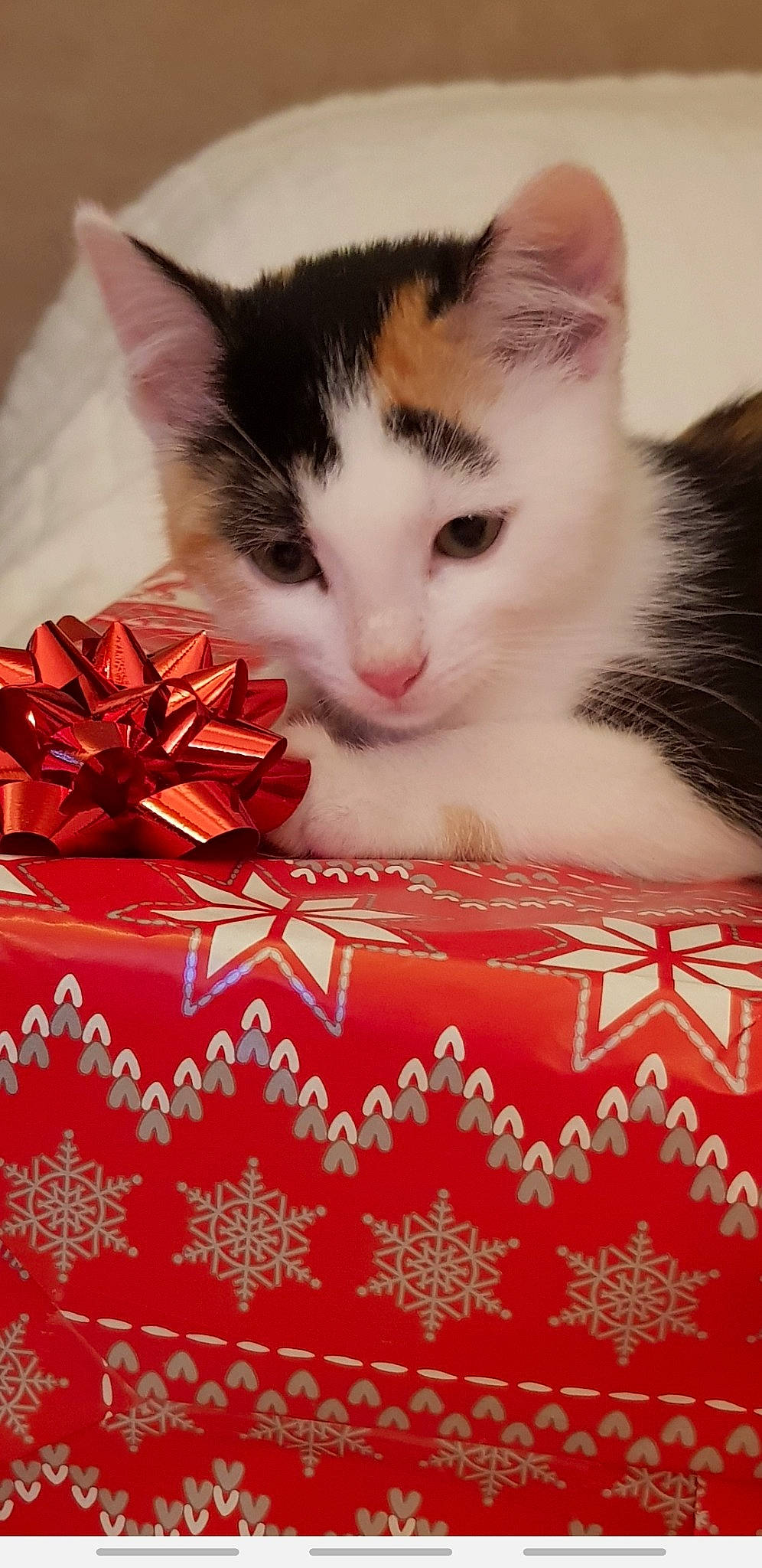 Lytchee a rejoint le concours — aidez-le/la à gagner de superbes lots ! asian, carnivore, cat, domestic_short_haired_cat, felidae, fur, kitten, norwegian_forest_cat, small_to_medium_sized_cats, whiskers