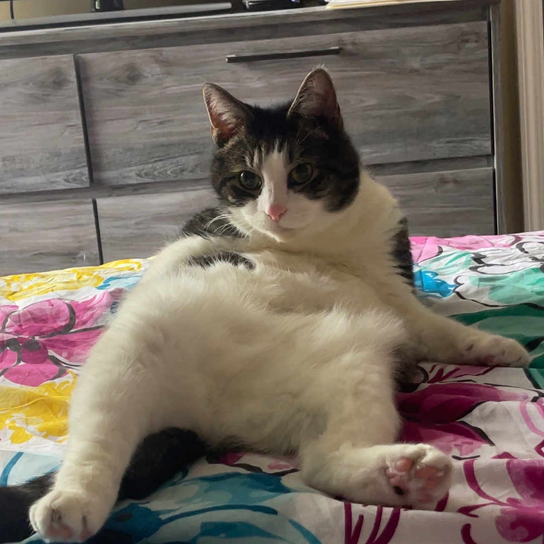 Ace joined the competition — help win amazing prizes! bed, cat, colorful, cozy, curious, domestic_animal, dresser, floral_bedspread, furniture, indoor, living_room, paw, person_on_tv, pet, pink_nose, relaxed, resting, tabby, television, white_fur