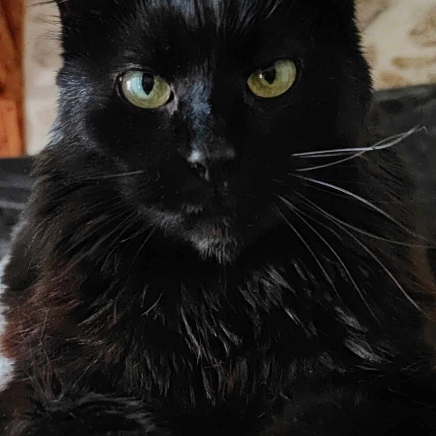 Zeus