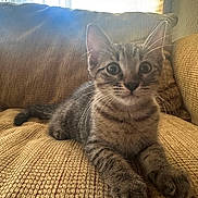 Bug joined the competition — help win amazing prizes! kitten, tabby, cat, indoor, couch, furniture, yellow, texture, curtain, window, sunlight, pet, animal, whiskers, fur, cute, young, relaxed, closeup, domestic