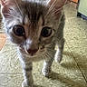 Bug joined the competition — help win amazing prizes! kitten, cat, close_up, curious, whiskers, floor, indoor, feline, young_animal, pets, walking, brown, gray, stripes, ears, eyes, texture, kitchen, background, animal