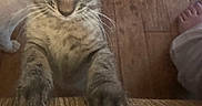Bug joined the competition — help win amazing prizes! animal, cat, closeup, curious, cute, feline, flooring, foot, home, indoor, kitten, looking_up, paw, pet, playful, tabby, texture, whiskers, wooden_floor, young