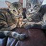 Bug is registered to the contest to win money with this photo: cat, kitten, animal, pet, feline, snuggling, cute, whiskers, ears, tail, fur, indoor, leather, closeup, resting, young, tabby, gray_cat, brown_cat, companion
