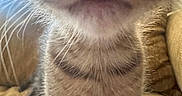 Bug joined the competition — help win amazing prizes! kitten, cat, whiskers, nose, fur, closeup, curious, striped, pet, animal, indoor, couch, cozy, feline, soft, texture, close, young, cute, exploring