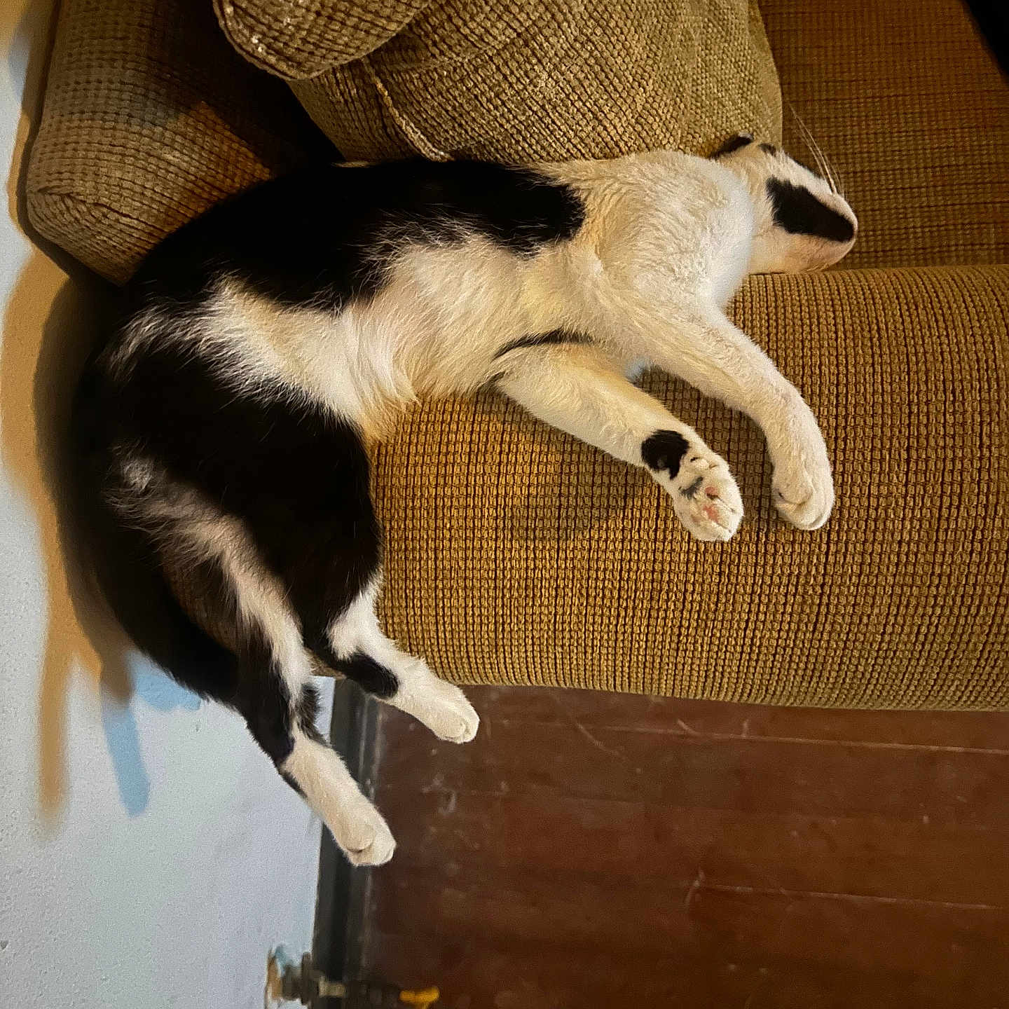 Reece is registered to the contest to win money with this photo: cat, black_and_white, sleeping, couch, armrest, indoor, feline, relaxed, household, pet, fur, whiskers, paw, cozy, texture, brown, resting, domestic, animal, quiet