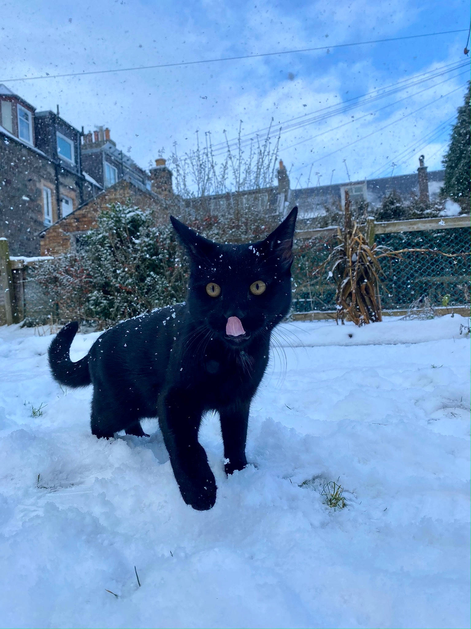 Wolfe is registered to the contest to win money with this photo: art, black_cat, building, carnivore, cat, cloud, domestic_short_haired_cat, electric_blue, felidae, freezing, fur, sky, small_to_medium_sized_cats, snout, snow, tail, tree, whiskers, window, winter