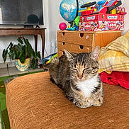 Minette a rejoint le concours — aidez-le/la à gagner de superbes lots ! blanket, cat, cozy, dresser, fur, globe, home_decor, indoor, living_room, orange_sofa, pet, plant, potted_plant, relaxing, resting, sofa, tabby_cat, television, toys, wooden_furniture