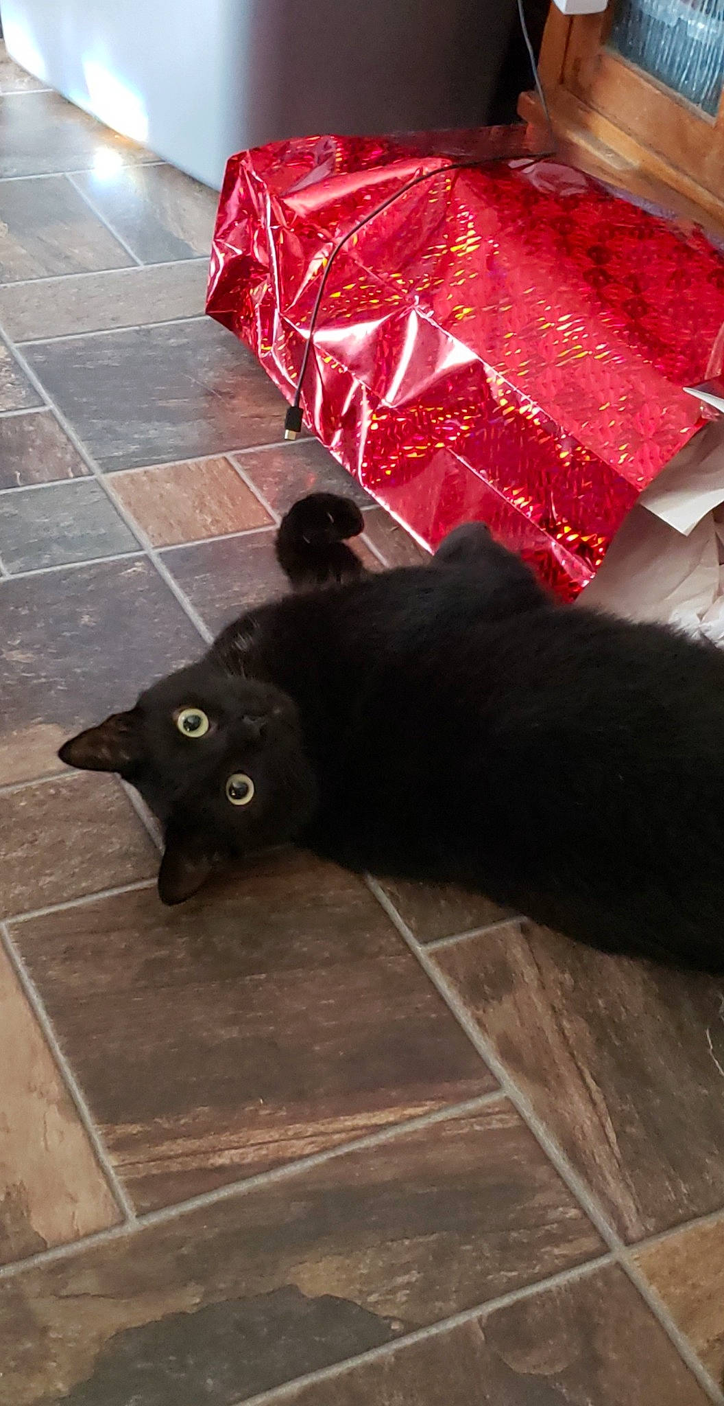 Kiwi is registered to the contest to win money with this photo: black, black_cat, bombay, carnivore, cat, felidae, floor, flooring, fur, hardwood, laminate_flooring, red, small_to_medium_sized_cats, tail, tile, whiskers, wood