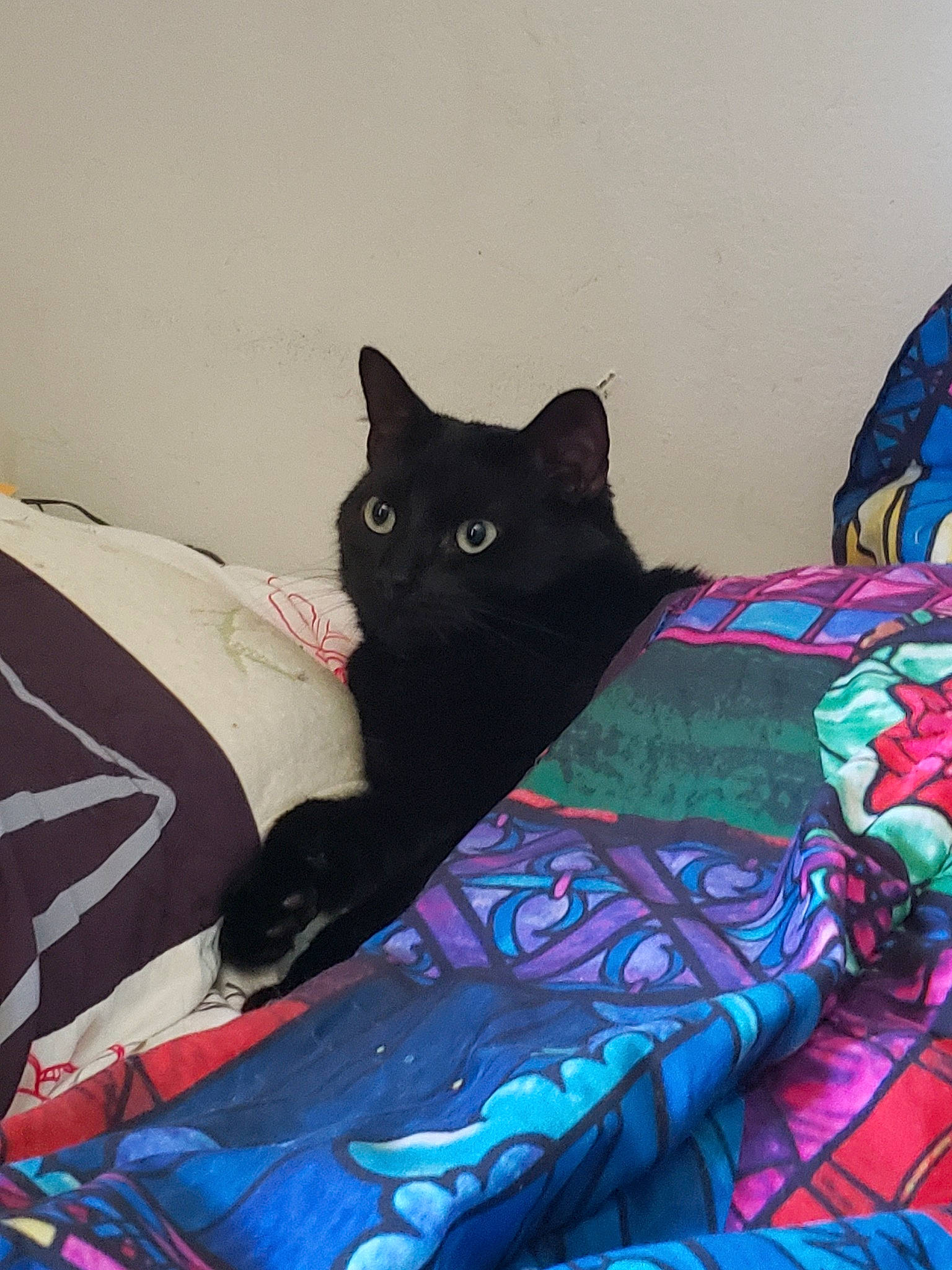 Kiwi joined the competition — help win amazing prizes! bed, bed_sheet, bedding, black, black_cat, blanket, carnivore, cat, domestic_short_haired_cat, felidae, kitten, linens, pattern, pillow, quilt, room, small_to_medium_sized_cats, tail, textile, whiskers