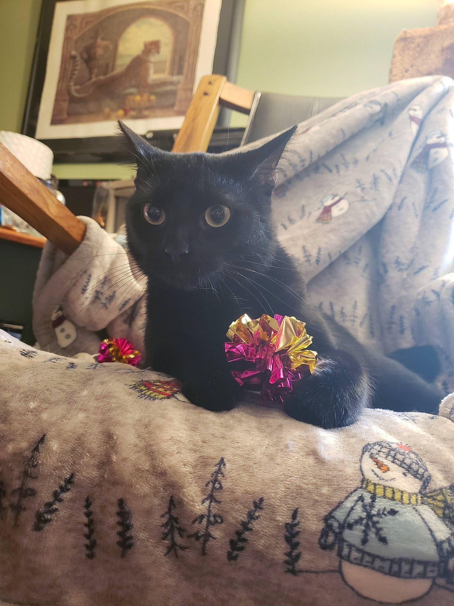 Kiwi joined the competition — help win amazing prizes! asian, black_cat, carnivore, cat, chartreux, ear, felidae, flower, kitten, plant, room, russian_blue, small_to_medium_sized_cats, tail, whiskers