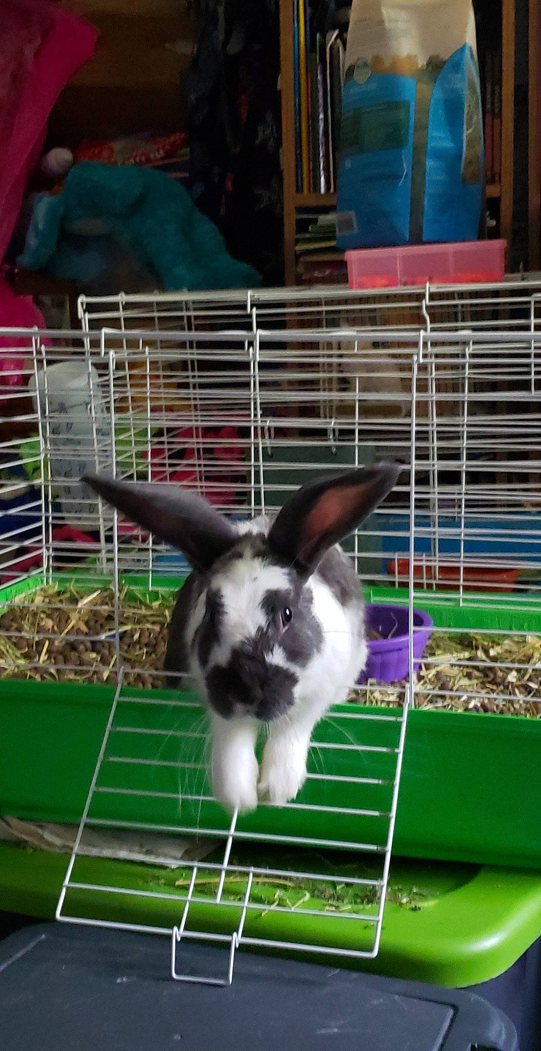 Cadbury joined the competition — help win amazing prizes! cage, domestic_rabbit, grass, mammal, plant, rabbit, rabbits_and_hares, whiskers