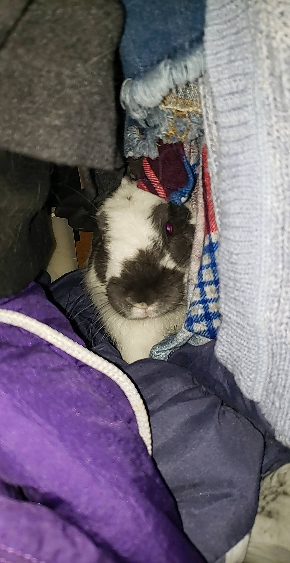 Cadbury is registered to the contest to win money with this photo: boston_terrier, canidae, carnivore, cat, dog_breed, felidae, non_sporting_group, small_to_medium_sized_cats