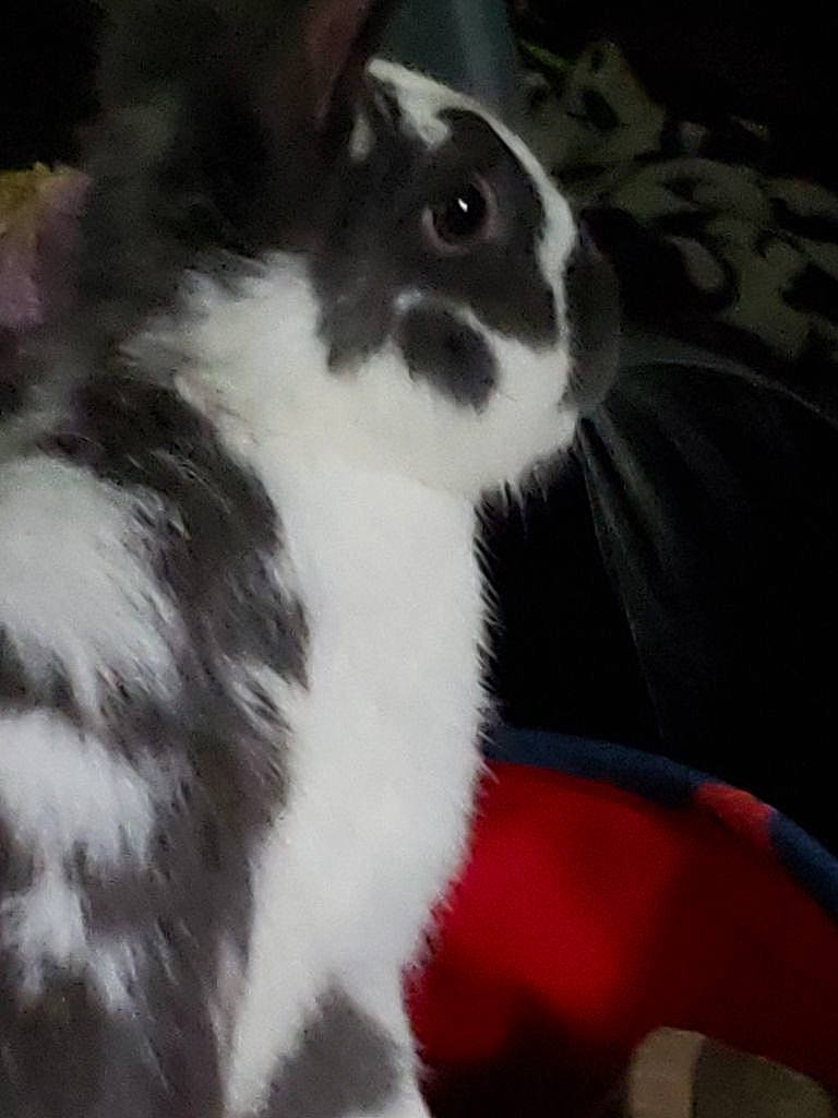 Cadbury is registered to the contest to win money with this photo: black_and_white, cat, domestic_rabbit, felidae, fur, rabbit, rabbits_and_hares, snout, whiskers