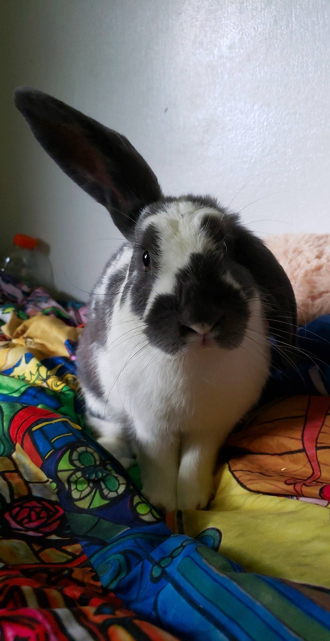 Cadbury is registered to the contest to win money with this photo: domestic_rabbit, ear, easter_bunny, hare, rabbit, rabbits_and_hares, snout, whiskers