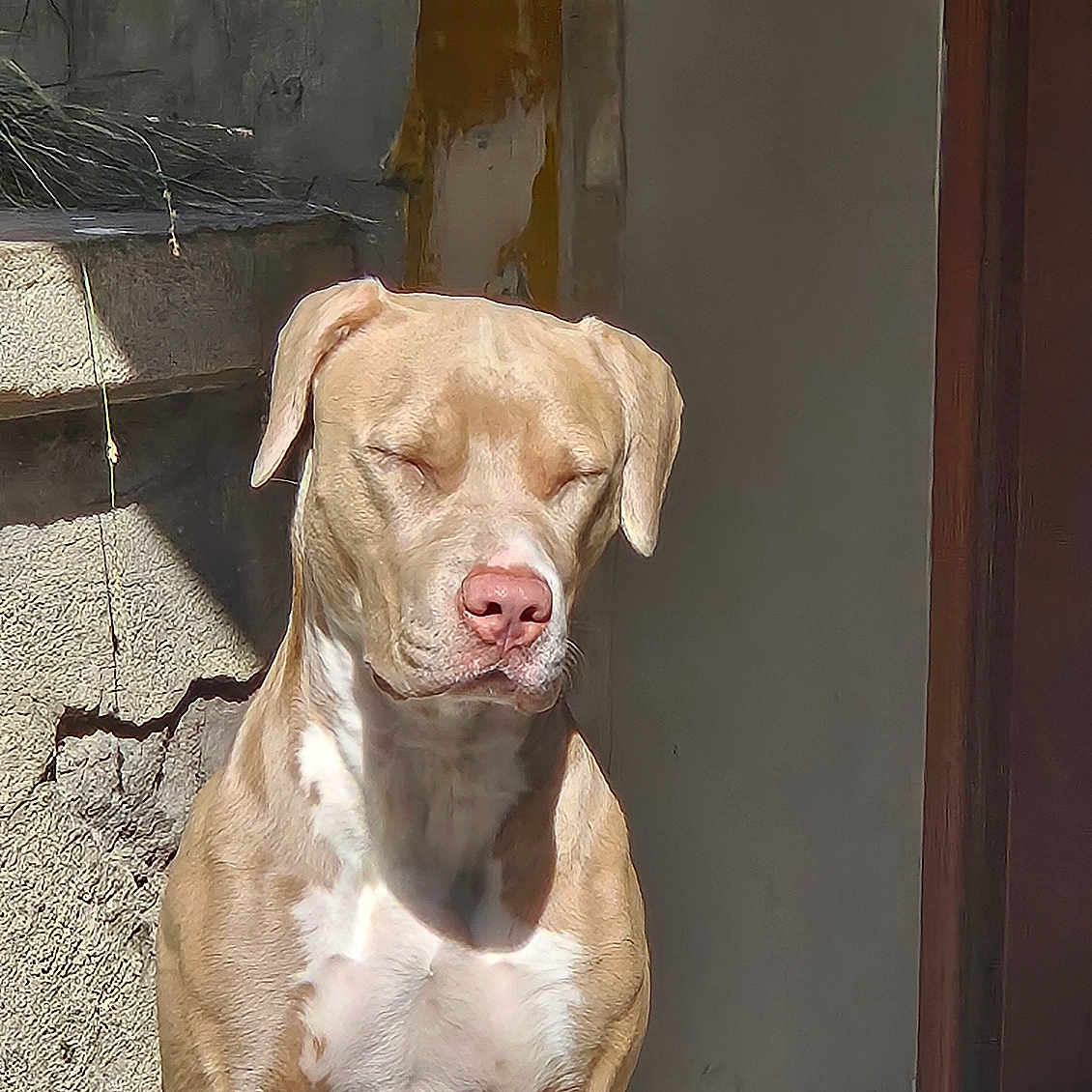 Maya a rejoint le concours — aidez-le/la à gagner de superbes lots ! animal, brown, calm, closed_eyes, daylight, dog, ears, medium_size_dog, outdoor, peaceful, pet, porch, relaxed, shadow, sitting, snout, sunlight, texture, wall, white