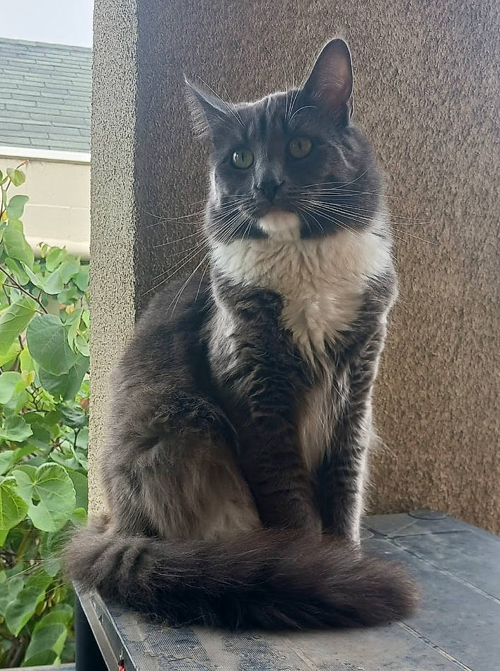 Legand is registered to the contest to win money with this photo: automotive_tire, black_cat, carnivore, cat, domestic_short_haired_cat, door, felidae, fur, grey, groundcover, paw, plant, sitting, small_to_medium_sized_cats, snout, tail, terrestrial_animal, whiskers, window