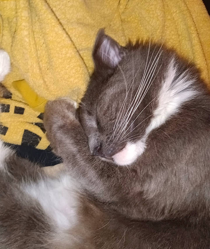 Legand joined the competition — help win amazing prizes! carnivore, cat, claw, comfort, domestic_short_haired_cat, felidae, fur, nap, paw, sleep, small_to_medium_sized_cats, snout, tail, terrestrial_animal, whiskers