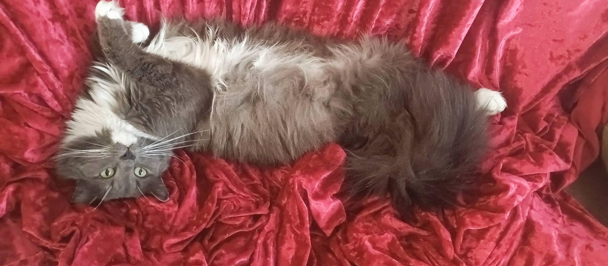 Legand joined the competition — help win amazing prizes! carnivore, cat, claw, comfort, companion_dog, dog_breed, felidae, fur, liver, magenta, maine_coon, nap, paw, small_to_medium_sized_cats, tail, whiskers