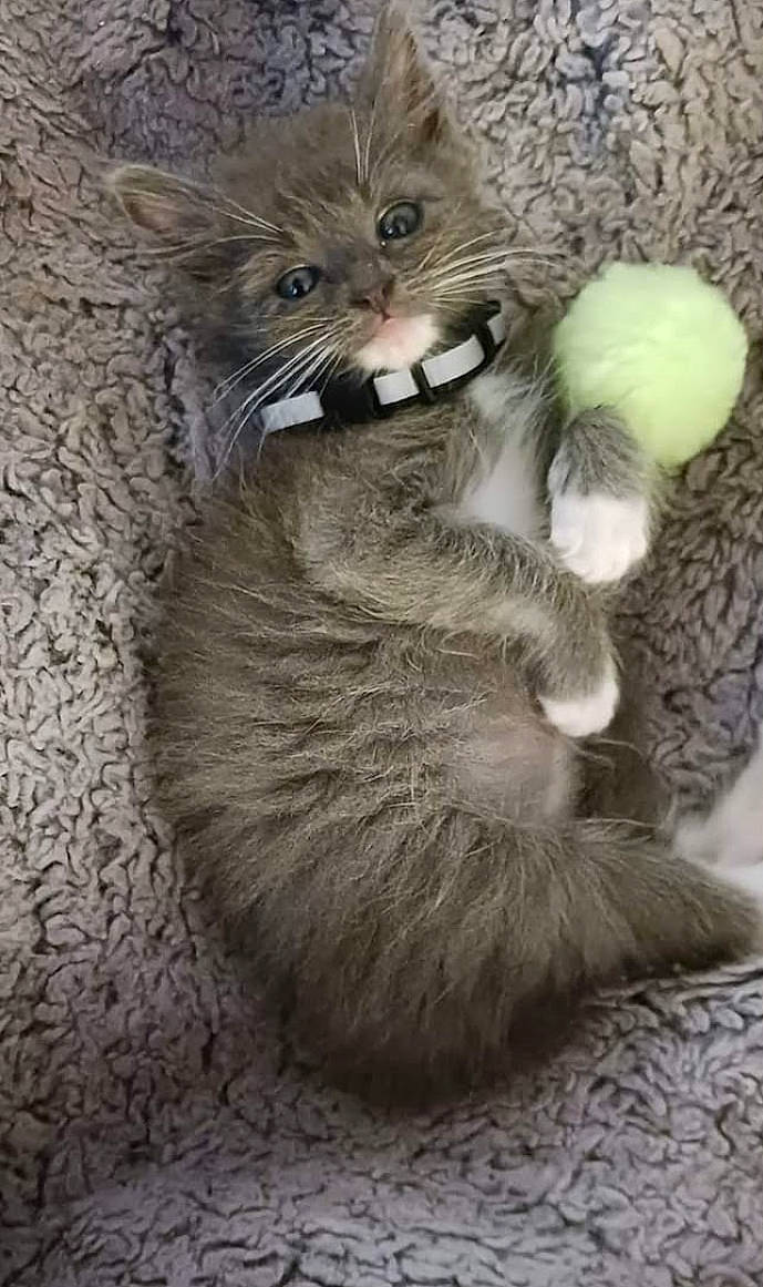 Legand is registered to the contest to win money with this photo: big_cats, carnivore, cat, cat_toy, claw, domestic_short_haired_cat, fawn, felidae, fur, grey, paw, sitting, small_to_medium_sized_cats, snout, tail, terrestrial_animal, whiskers