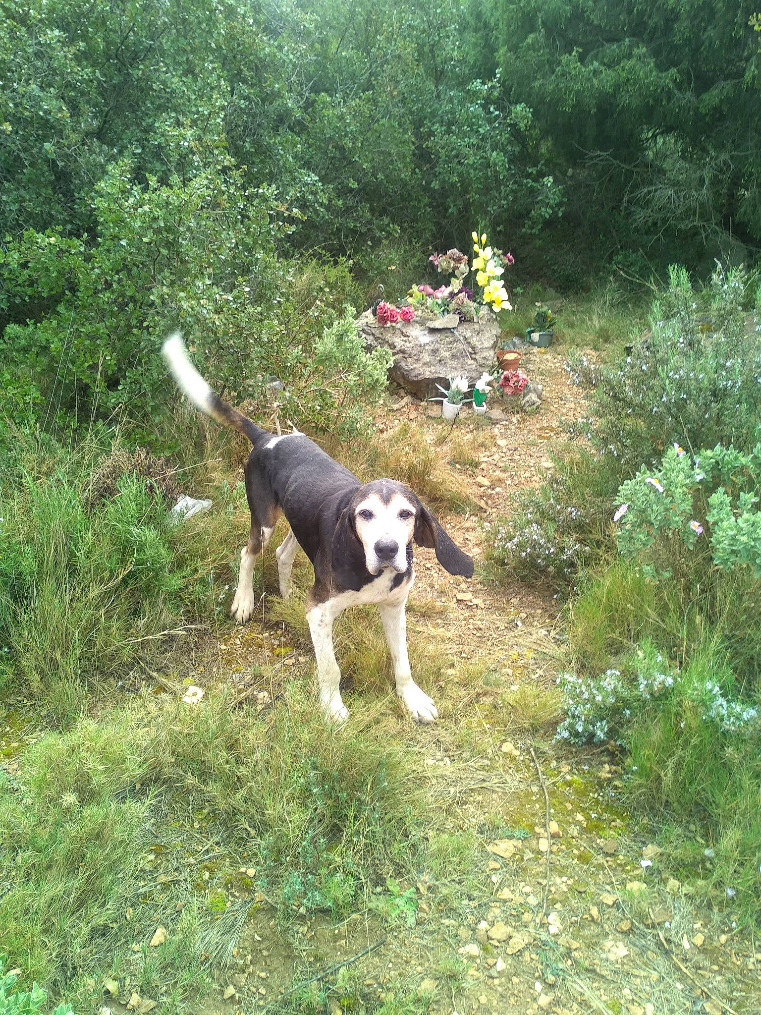 Bandit participe au concours pour gagner de l'argent avec cette photo : canidae, carnivore, collar, companion_dog, dog, dog_breed, flower, grass, groundcover, herbaceous_plant, hound, landscape, plant, scent_hound, shrub, sporting_group, tail, tree, working_animal, working_dog
