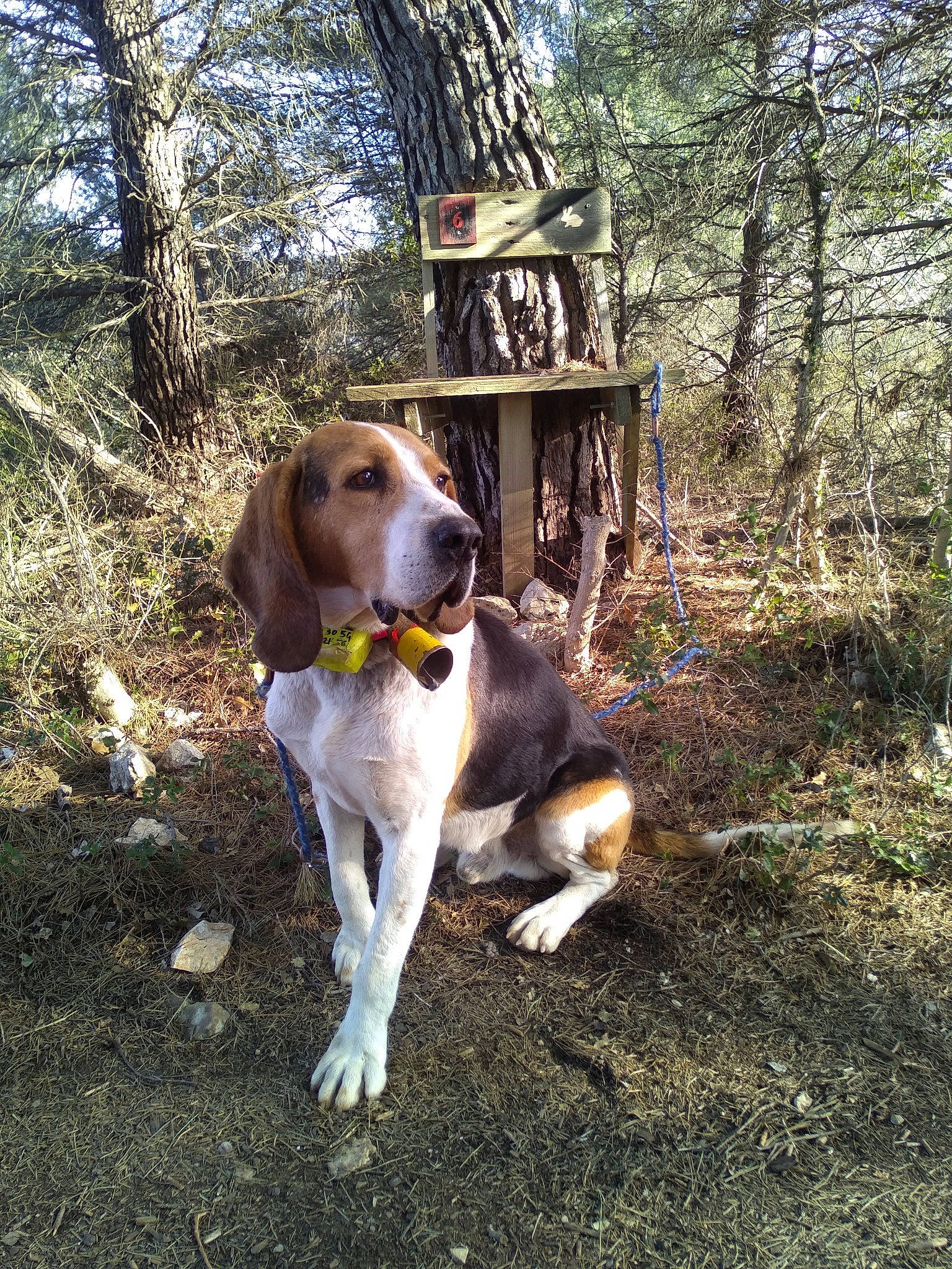 Bandit participe au concours pour gagner de l'argent avec cette photo : carnivore, collar, companion_dog, dog, dog_breed, fawn, forest, grass, gun_dog, hound, landscape, plant, scent_hound, sporting_group, tail, trail, tree, vertebrate, wood, working_animal