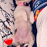 Nala a rejoint le concours — aidez-le/la à gagner de superbes lots ! puppy, sleeping, dog, collar, pajamas, patterned_clothing, heart_emoji, cozy, indoor, cute, small_dog, relaxed, lying_down, pet, fur, animal, resting, pink_collar, close_up, soft_texture