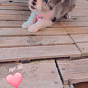 Nala a rejoint le concours — aidez-le/la à gagner de superbes lots ! puppy, dog, wicker_chair, wooden_deck, collar, pink, cute, pet, outdoor, small_dog, fur, animal, curious, looking_up, stone, rustic, playful, young, adorable, pet_accessory