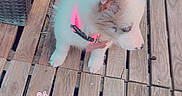 Nala a rejoint le concours — aidez-le/la à gagner de superbes lots ! puppy, dog, wooden_deck, collar, pink, outdoor, pet, cute, small_dog, fur, animal, young_dog, flooring, curious, sitting, domestic_animal, pet_accessory, playful, daylight, looking_away
