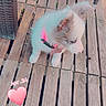 puppy, dog, wooden_deck, collar, pink, outdoor, pet, cute, small_dog, fur, animal, young_dog, flooring, curious, sitting, domestic_animal, pet_accessory, playful, daylight, looking_away