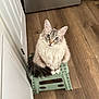 cat, fluffy, blue_eyes, step_stool, kitchen, wooden_floor, indoor, pet, feline, curious, sitting, white_cabinet, appliance, tail, fur, domestic_animal, cute, looking_up, household, compact_stool