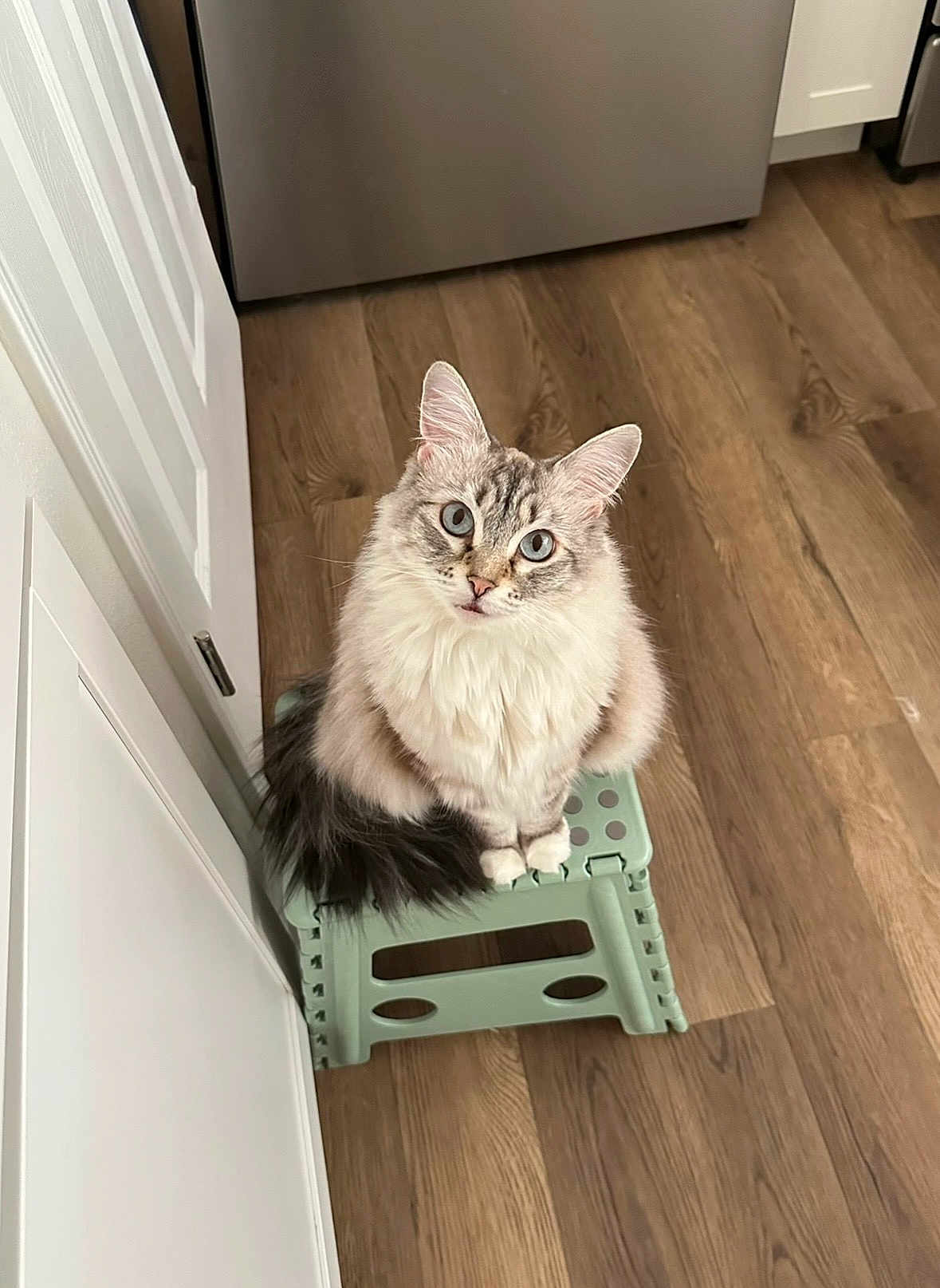 Sabrina is registered to the contest to win money with this photo: cat, fluffy, blue_eyes, step_stool, kitchen, wooden_floor, indoor, pet, feline, curious, sitting, white_cabinet, appliance, tail, fur, domestic_animal, cute, looking_up, household, compact_stool