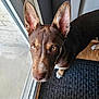 dog, brown_dog, indoor, looking_up, ears, yellow_eyes, glass_door, door, mat, floor, wood_floor, pet, canine, curious, close_up, portrait, animal, domestic_animal, furry, alert