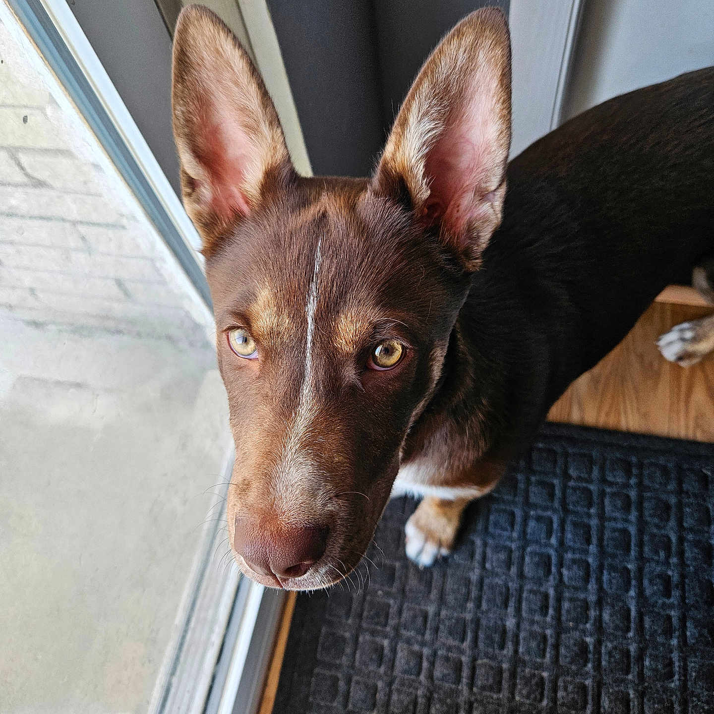 Beau is registered to the contest to win money with this photo: alert, animal, brown_dog, canine, close_up, curious, dog, domestic_animal, door, ears, floor, furry, glass_door, indoor, looking_up, mat, pet, portrait, wood_floor, yellow_eyes