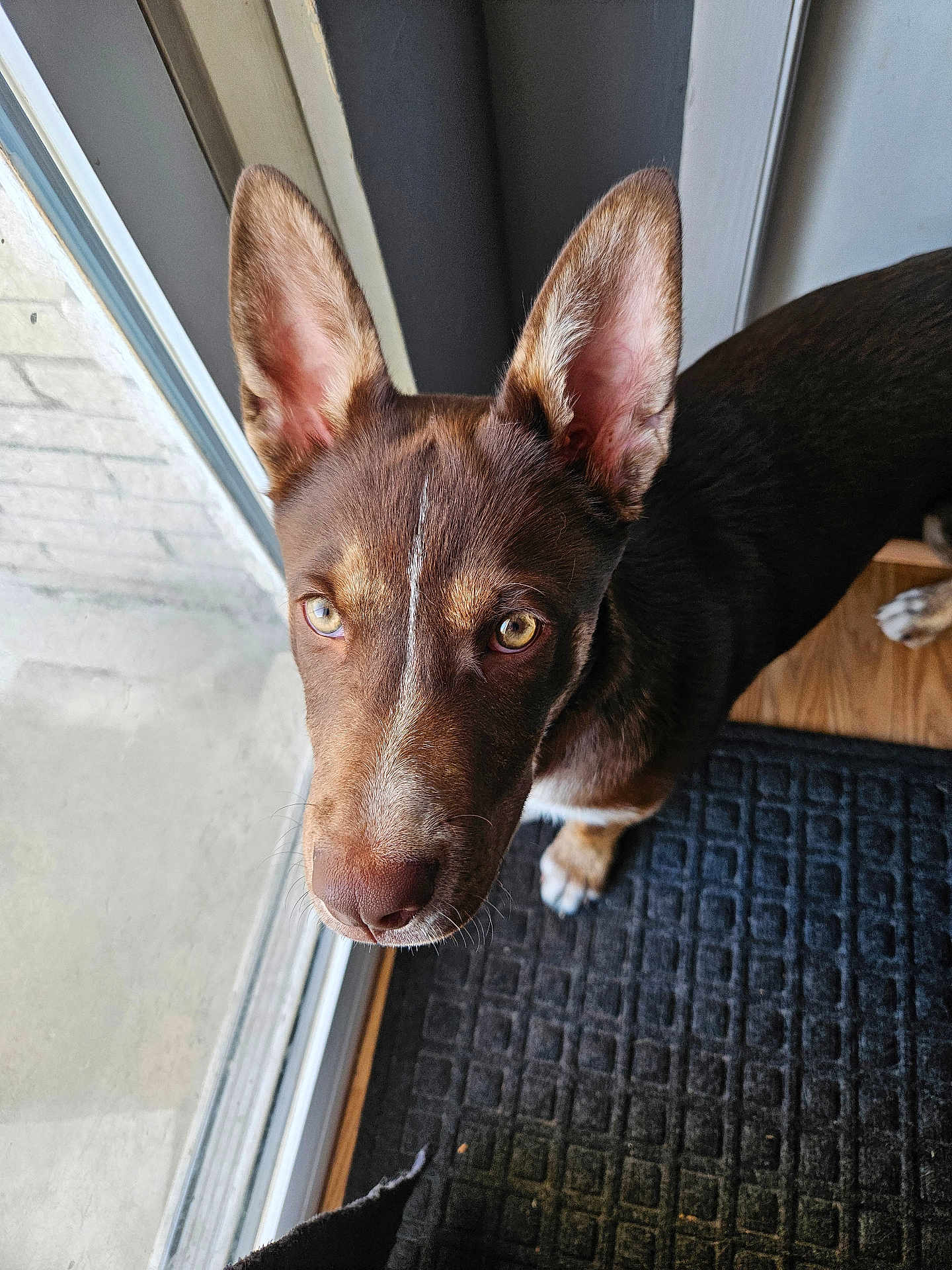 Beau is registered to the contest to win money with this photo: dog, brown_dog, indoor, looking_up, ears, yellow_eyes, glass_door, door, mat, floor, wood_floor, pet, canine, curious, close_up, portrait, animal, domestic_animal, furry, alert