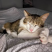Ninou a rejoint le concours — aidez-le/la à gagner de superbes lots ! cat, sleeping, tabby, white_fur, pet, bed, blanket, cozy, indoor, resting, paws, fur, cute, animal, mammal, domestic, relaxation, peaceful, soft_light, patterned_bedspread